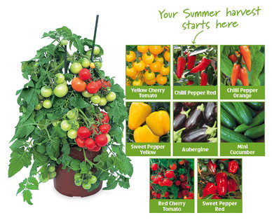 Fruit & Vegetable Plants