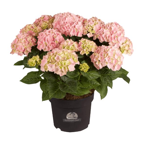 Hortensia