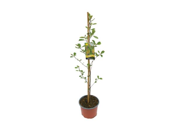 Native Trees