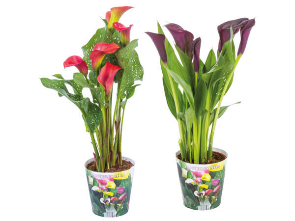 Calla