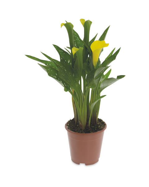 Calla Lily