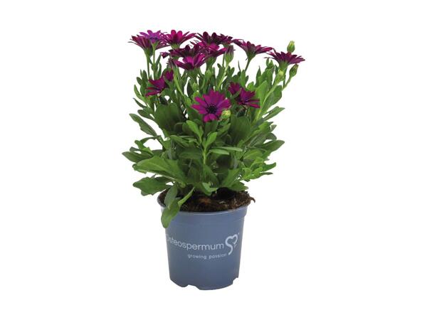 Spansk marguerit