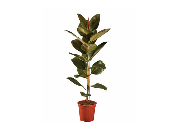 Large Green Houseplants