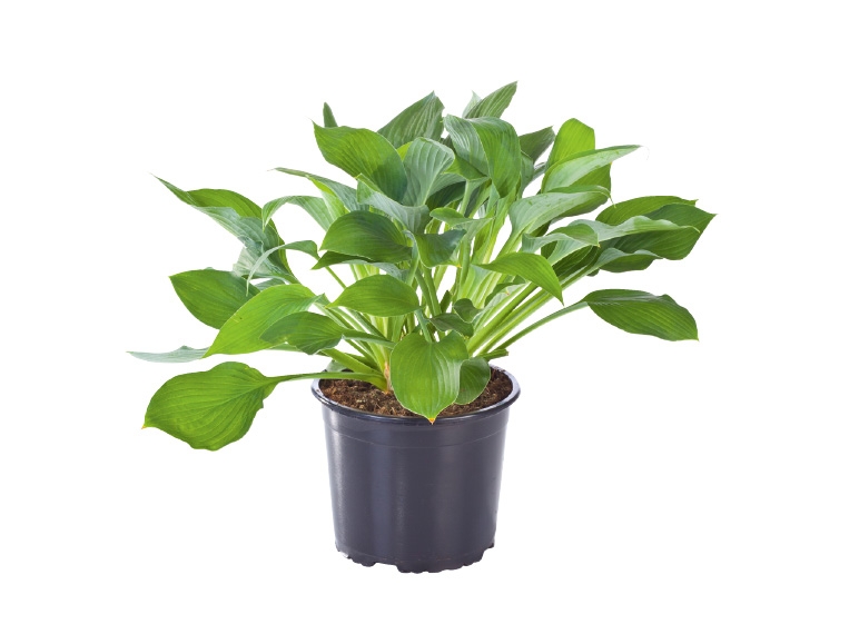 Hosta