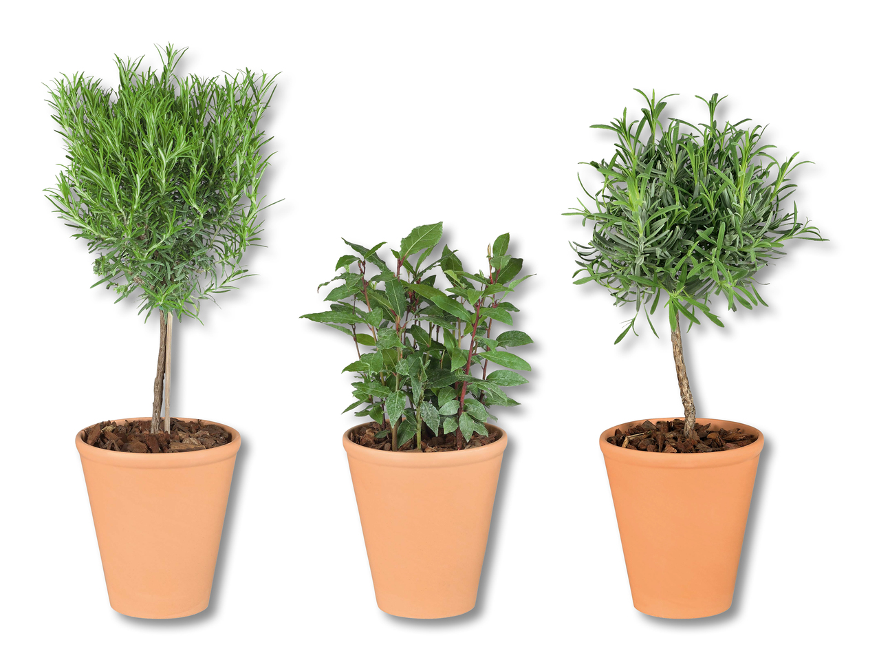 Arbustes aromatiques italiens