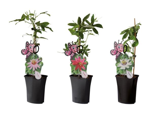 Passiflore "Jardin des papillons"