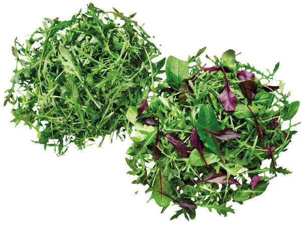Mix Salat oder Rucola