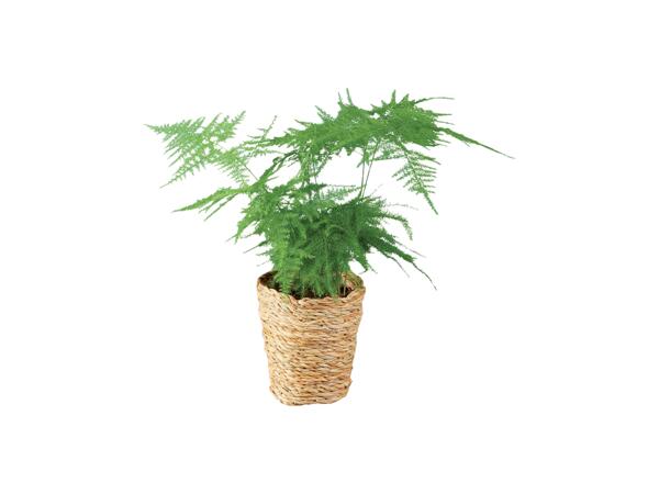 Green plants