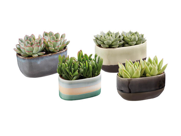 Succulents