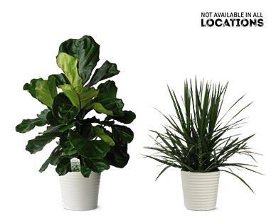 10" Foliage Assorted Varieties