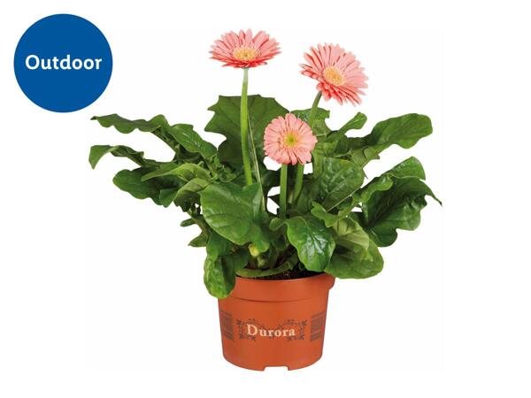 Gerbera