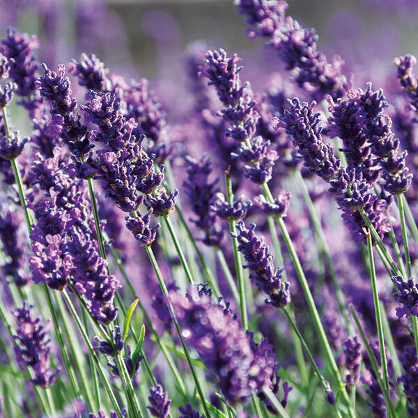 Lavendel