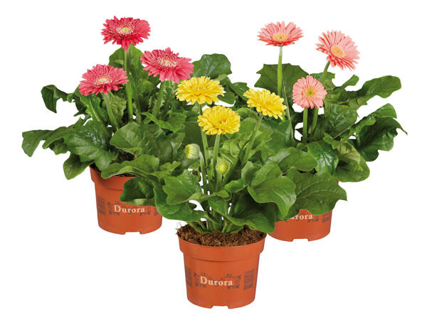 Gerbera