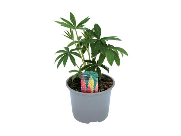 Lupins