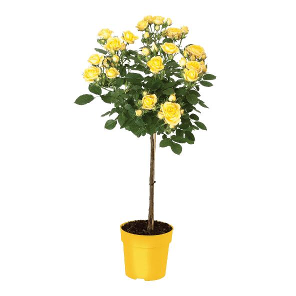 Stammrose