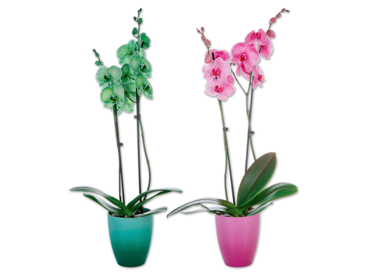 Phalaenopsis Royal in Keramik