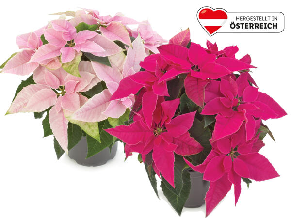 Weihnachtsstern „Princettia"