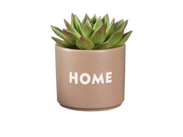 Succulent in Ceramic