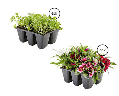 Mixed Herbs and Flowers 6pk
