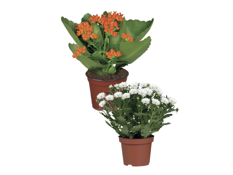 Flowering Plants