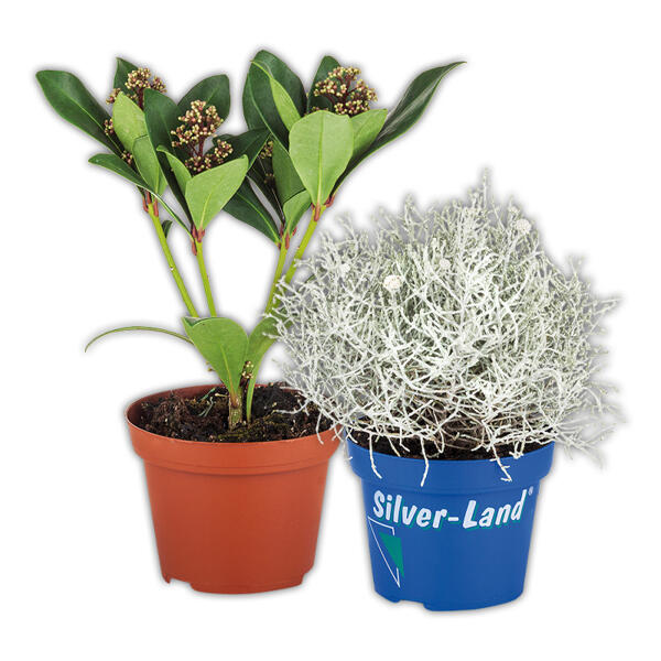 Skimmia japonica / Silberland