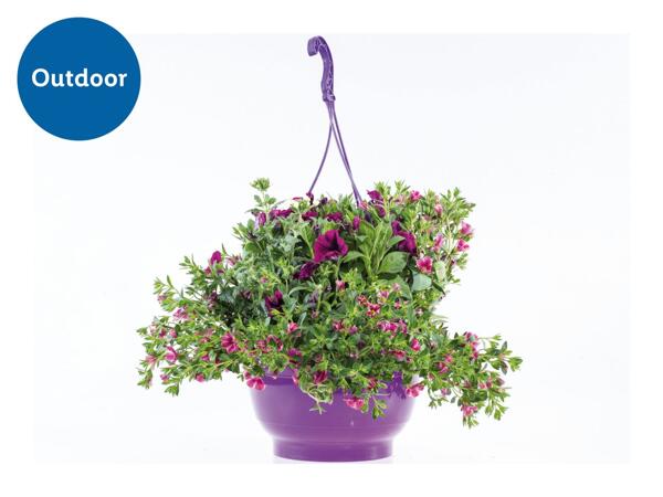 Large Hanging Planters