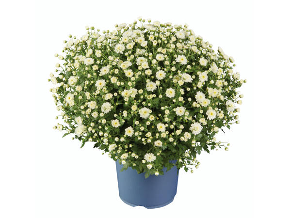 Chrysantheme
