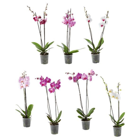 Orchidee