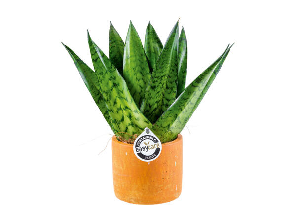 "Easy care" Green Plants