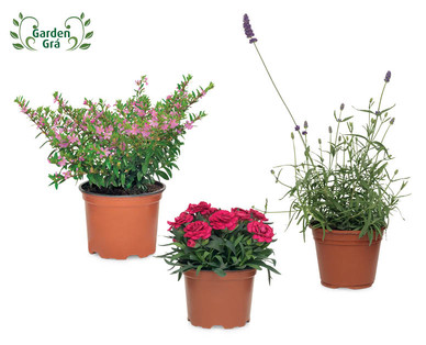 Summer Plant Selection