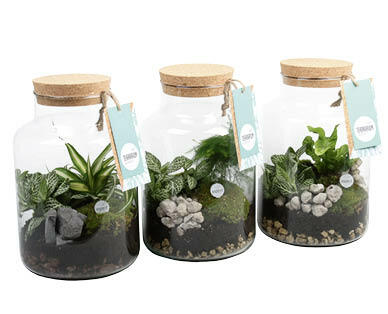 TERRARIUM DE PLANTES