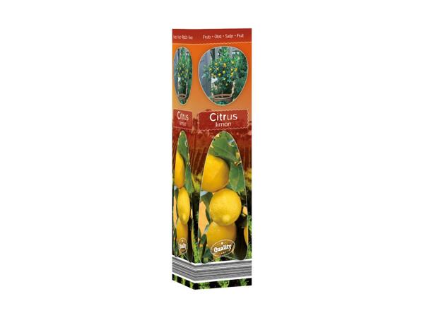 Mediterranean Plants