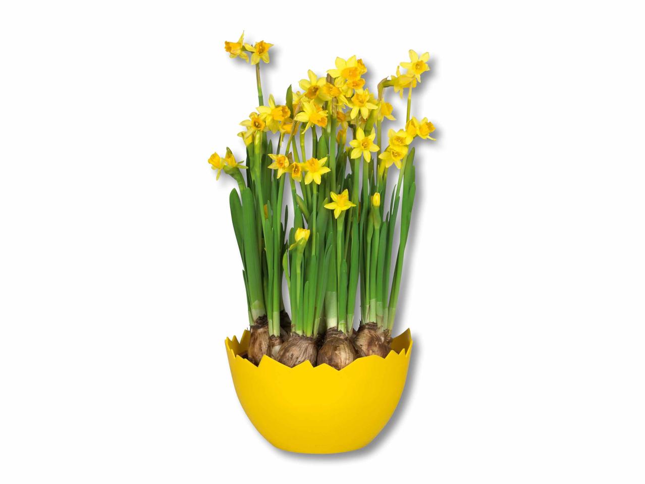 Narcisses en pot façon coquille d'œuf