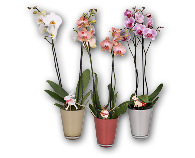 Orchidée
