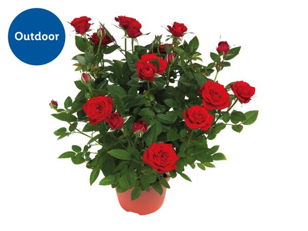 Mini Rose