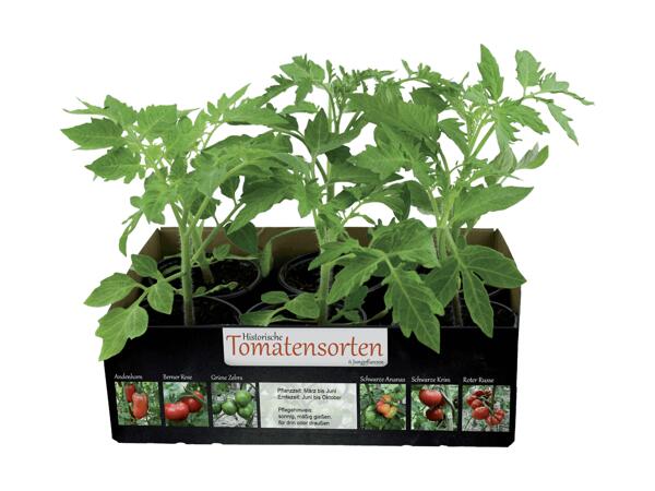 Variété de tomate historique