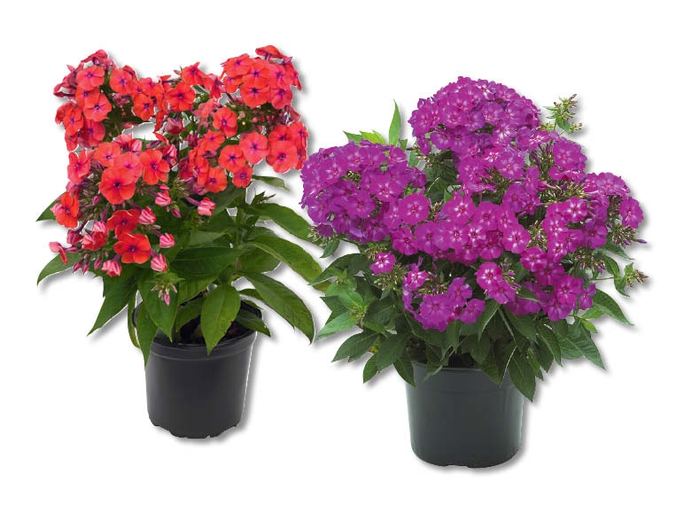 Phlox paniculé "Flame Serie"