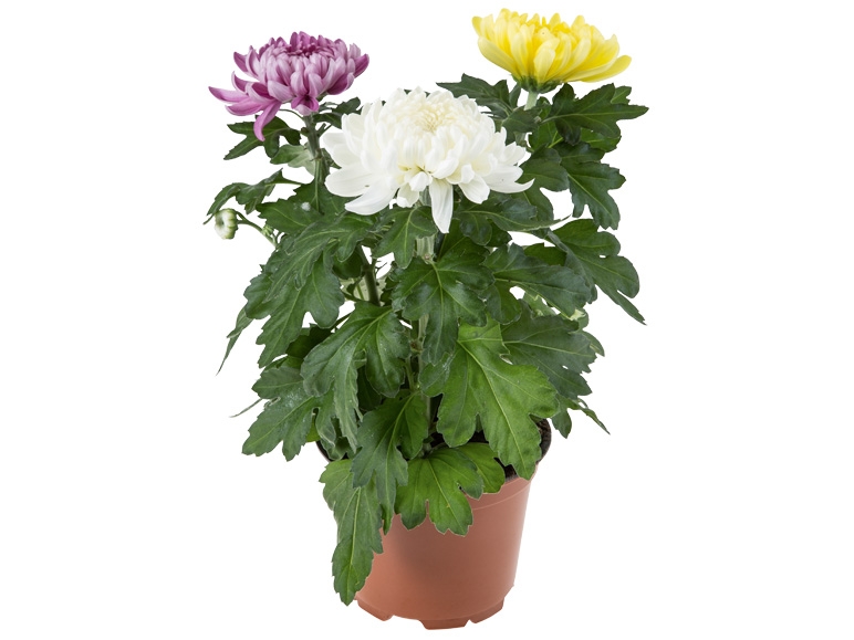 Deko Chrysanthemen Trio