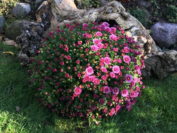 Frilandskrysantemum