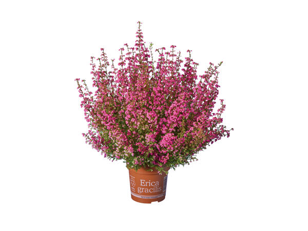 Erica Gracilis stuelyng