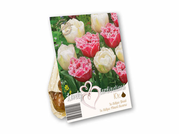 Blomsterløg farvekombination
