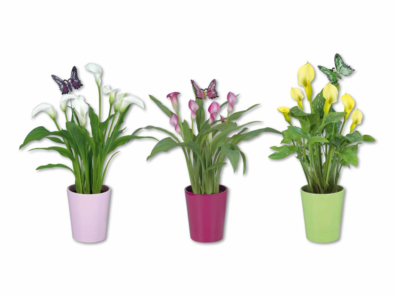 Calla in portavaso in ceramica