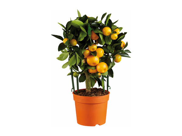 Mediterranean Citrus Plants