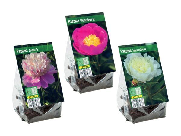 Bulbes de pivoine