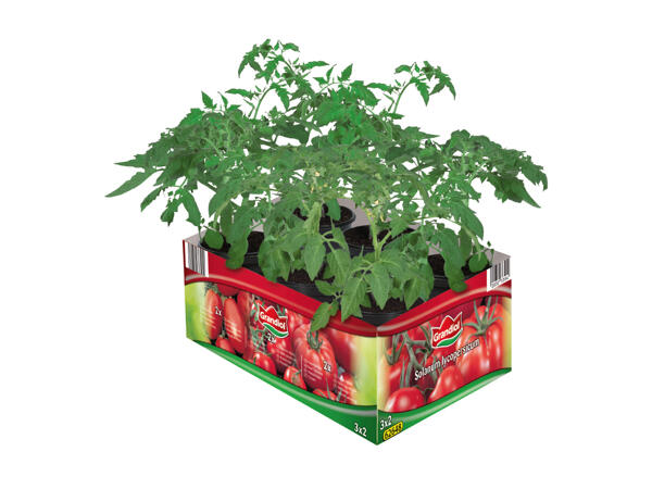 Tomatplantor