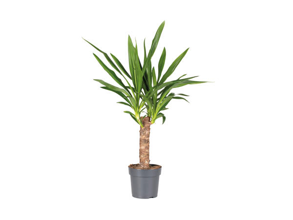 Elefantfodyucca