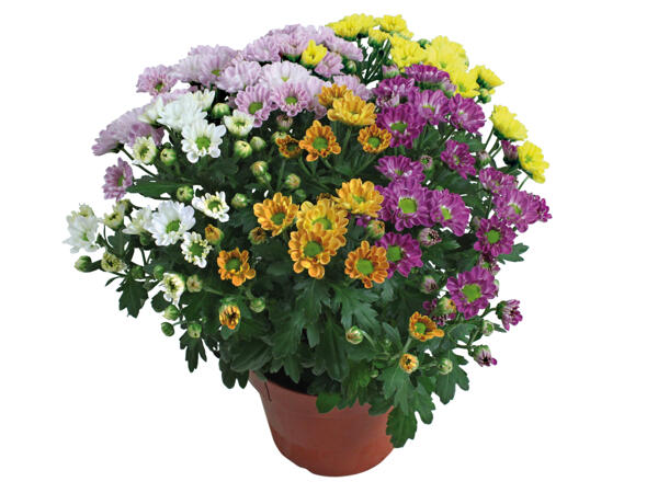 Chrysantheme „Elle Fleur" Rossi