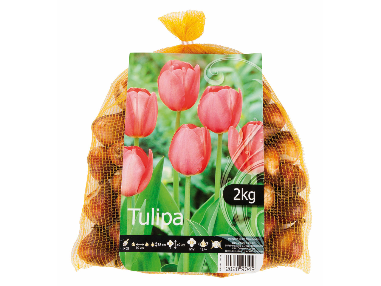 Tulpenbollen
