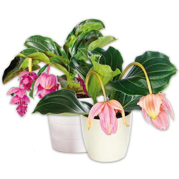 Medinilla magnifica