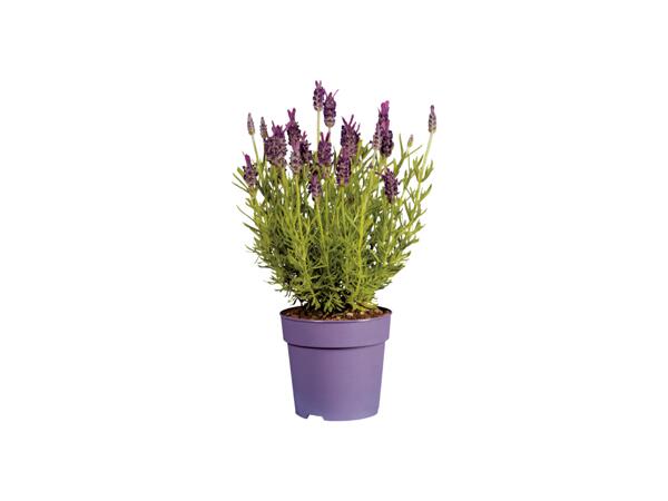 Lavendel Stoechas